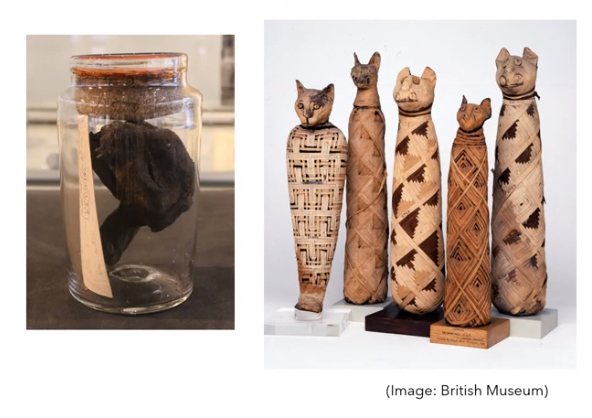 The Ure Museum: The Nine Lives of A Mummified Cat's Head | Classics at  Reading