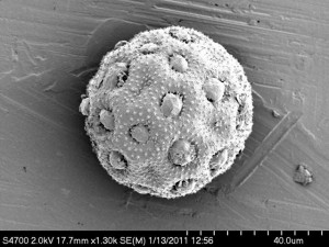 A pollen grain of Xenostegia tridentata as seen by SEM.