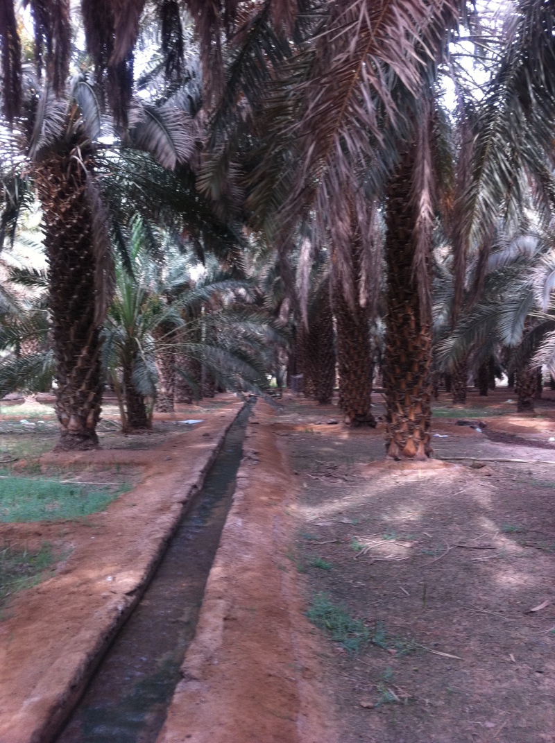 A date palm grove in Saudi Arabia