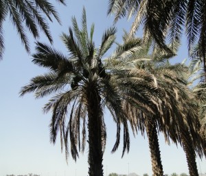 Access to young leaves at the top of a tall date palm can be a difficult job
