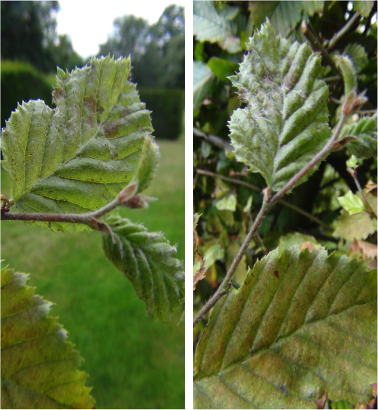 Figure 1: Carpinus betulus in the Harris Garden, UoR, with the characteristic white coating of a powdery mildew. The Phyllactinia guttata infecting this common hedgerow plant is partly endoparasitic, producing well-devel- oped superficial hyphae as well as Internal hyphae, which develop from hyphae that penetrate the hosts through stomata, produce haustoria in mesophyll cells, but do not further elongate into the intercellular spaces.
