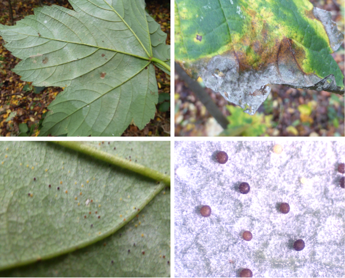 Figure 2: Photos of Acer pseudoplatanus infected with PM showing (clockwise from top left): white coating on underside of leaf; chlorosis and necrosis; chamothecia (spores) with hyphal network (at 40x magnification); and chasmothecia on underside of leaf (at 10x magnification).