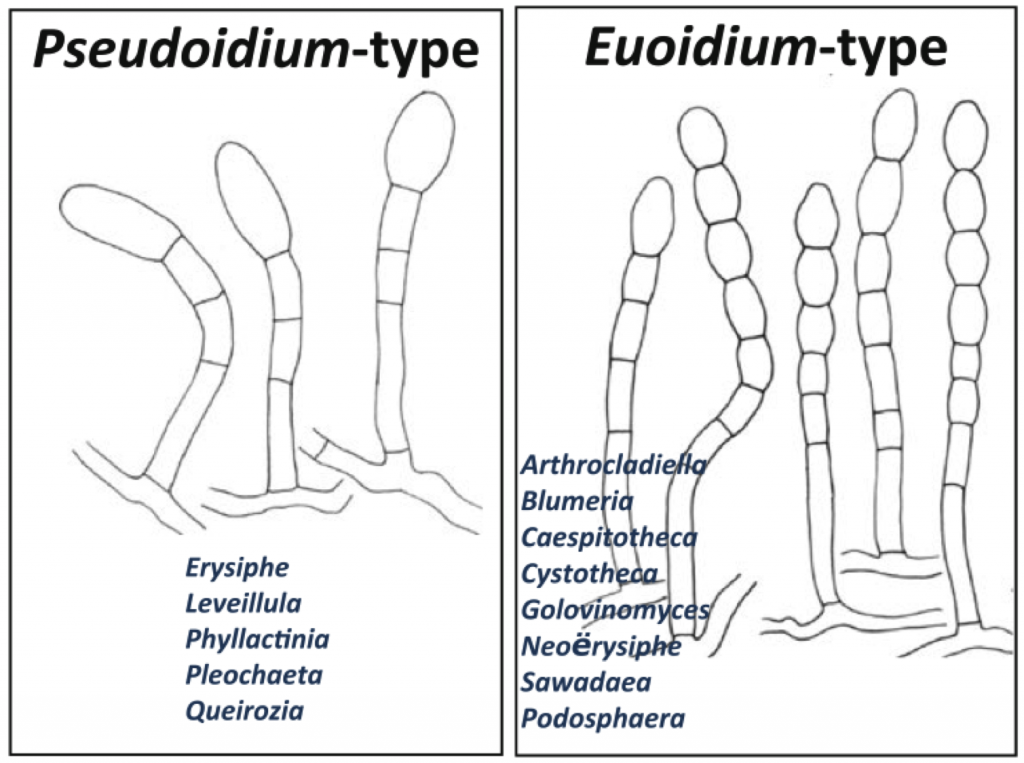 Figure 1: Conidiogenesis types. Pseudoidium-types, comprised of the tribes Erysipheae and Phyllactineae, produce false chains with just a single conidium at its apex which is released daily. Euoidium-types, comprised of the remaining three tribes (Blumerieae, Cystotheceae and Golovinomyceteae), produce many conidia per day in true chains.
