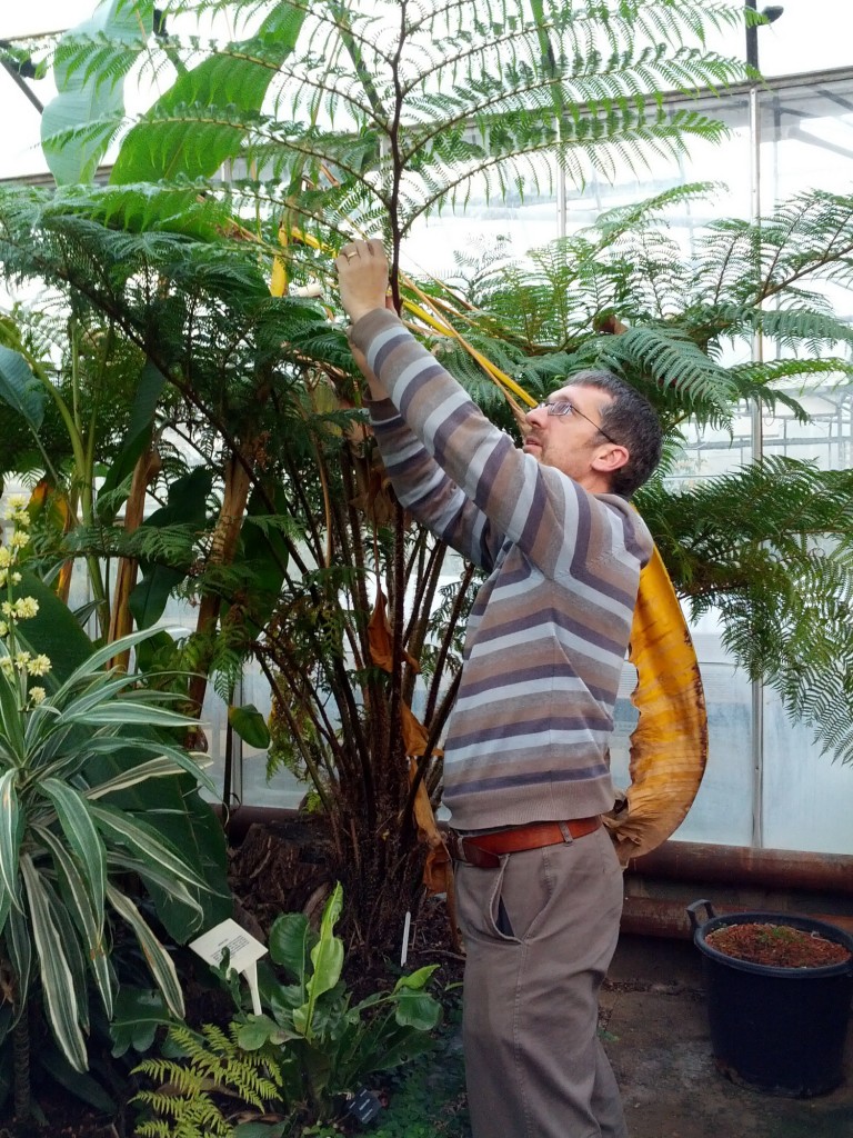Herbarium curator Alastair collecting tree fern leaflets for pressing