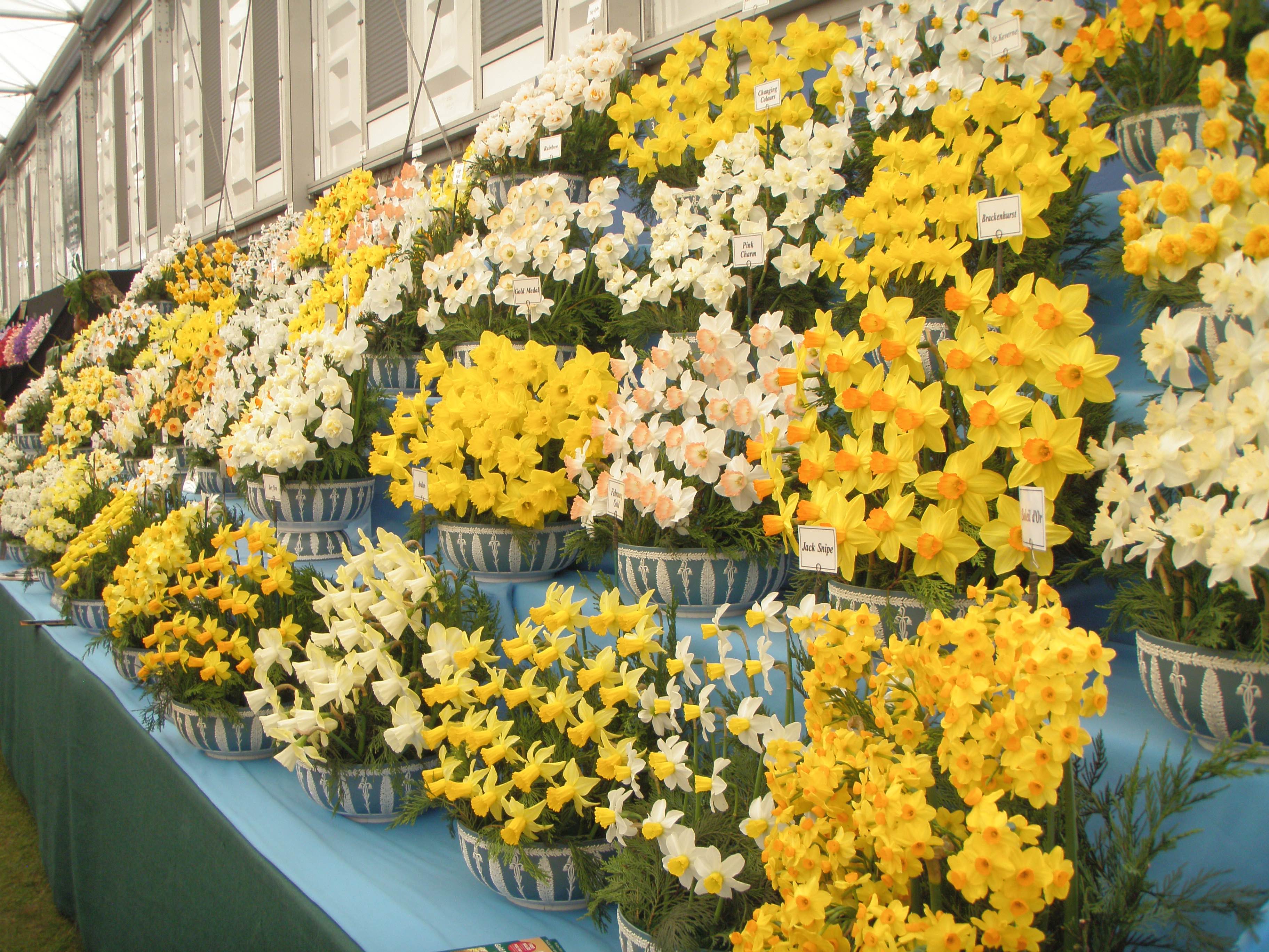 Narcissus at Chelsea Flower Show 2012 - Photo by Dawn Bazely