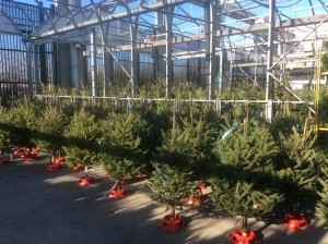 Cut Christmas trees for sale