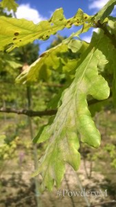 English oak (Quercus robur) infected with commonly found powdery mildew species Erysiphe alphitoides in the experimental trial plots at the University of Reading.