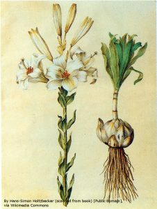 Lilium candidum, the Madonna lily
