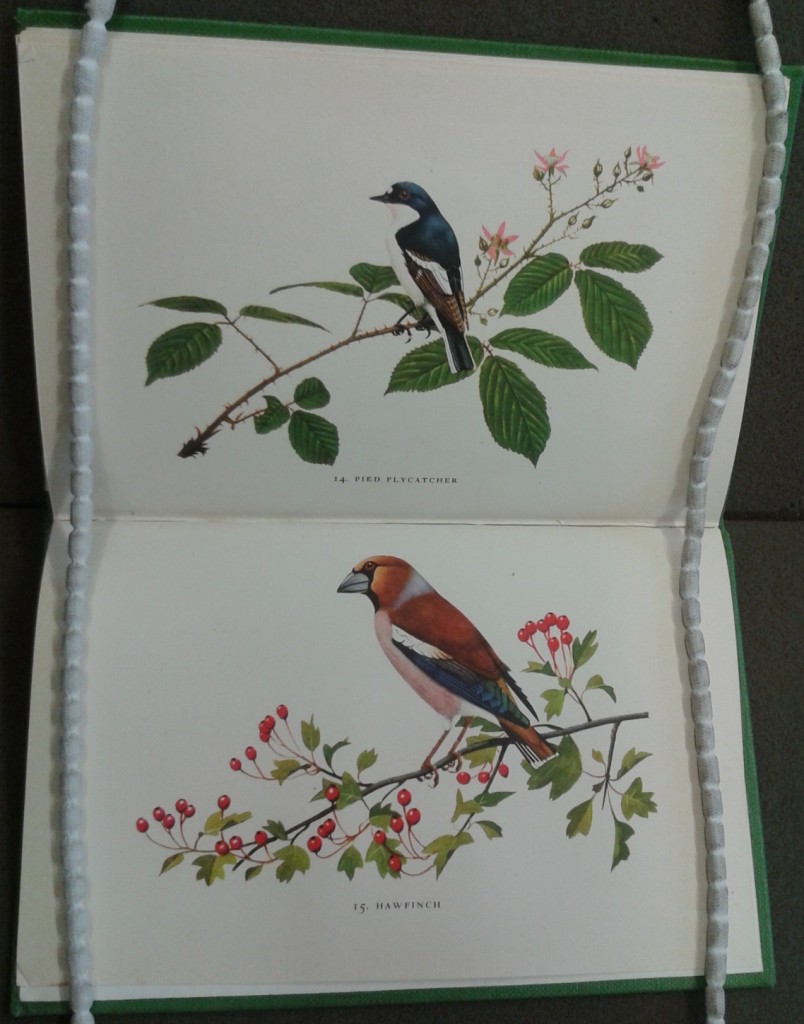 Illustration by Shepheard, from Barclay-Smith, Woodland Birds (King Penguin no. 74, 1955)