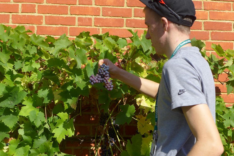 Reading College grape harvesting