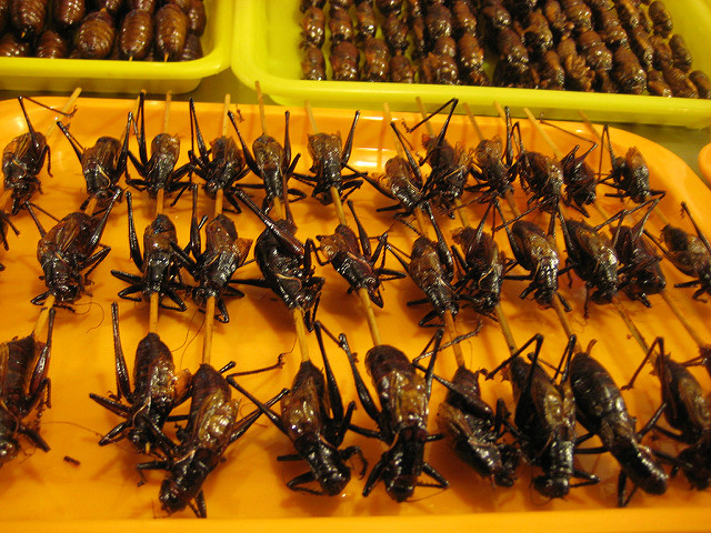 Image of edible crickets by Tim Olson