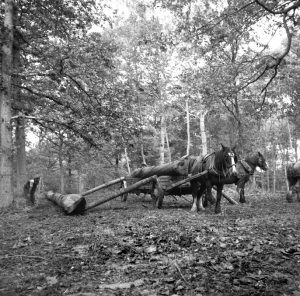 Photograph of a timber carriage in use