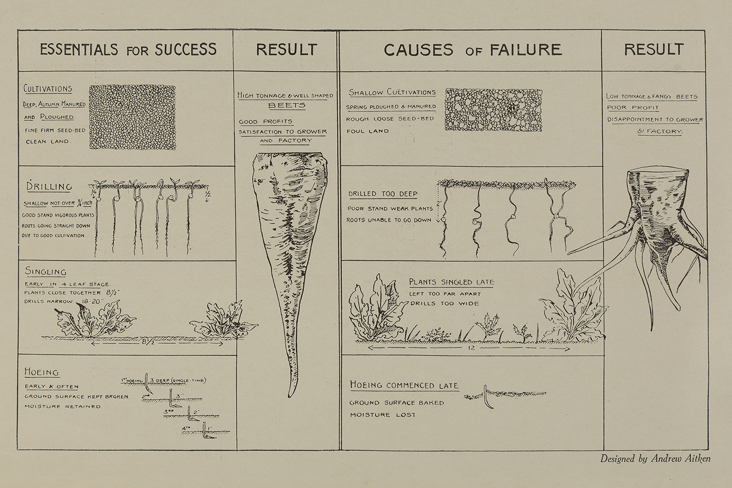 Image of part of a vintage leaflet from 'Pictorial Hints on the Growing of Sugar Beet' (Presented by the Beet Sugar Factories of Great Britain'.
