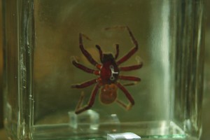 Spider in the Cole Museum of Zoology (Photograph taken by Fil Gierlinski)