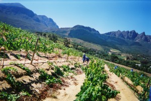 Working in the vineyards (taken by a South African farmworker as part of a photo elicitation exercise)