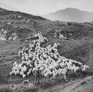 A flock of Cheviot sheep