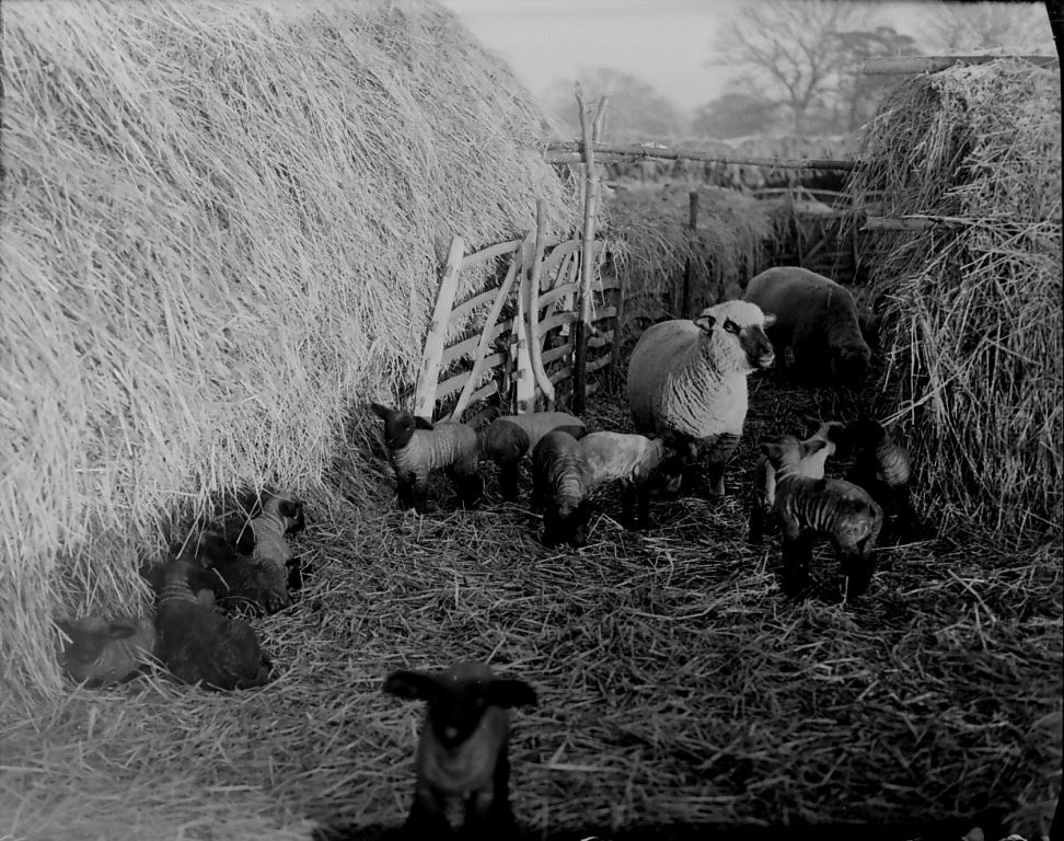 MERL P DX289 PH1/668. Ewes and lambs in the lambing pen, Kiddington, Oxfordshire. Taken by Eric Guy.
