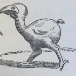 Drawing of a Dodo by Jacob van Neck and Wybrand van Warwijk