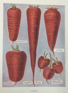 Carrots (Wright and Wright, 1909)
