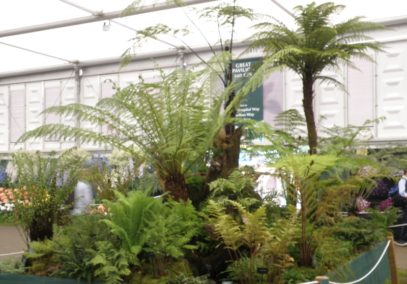 Tree ferns at Chelsea Flower Show 2012