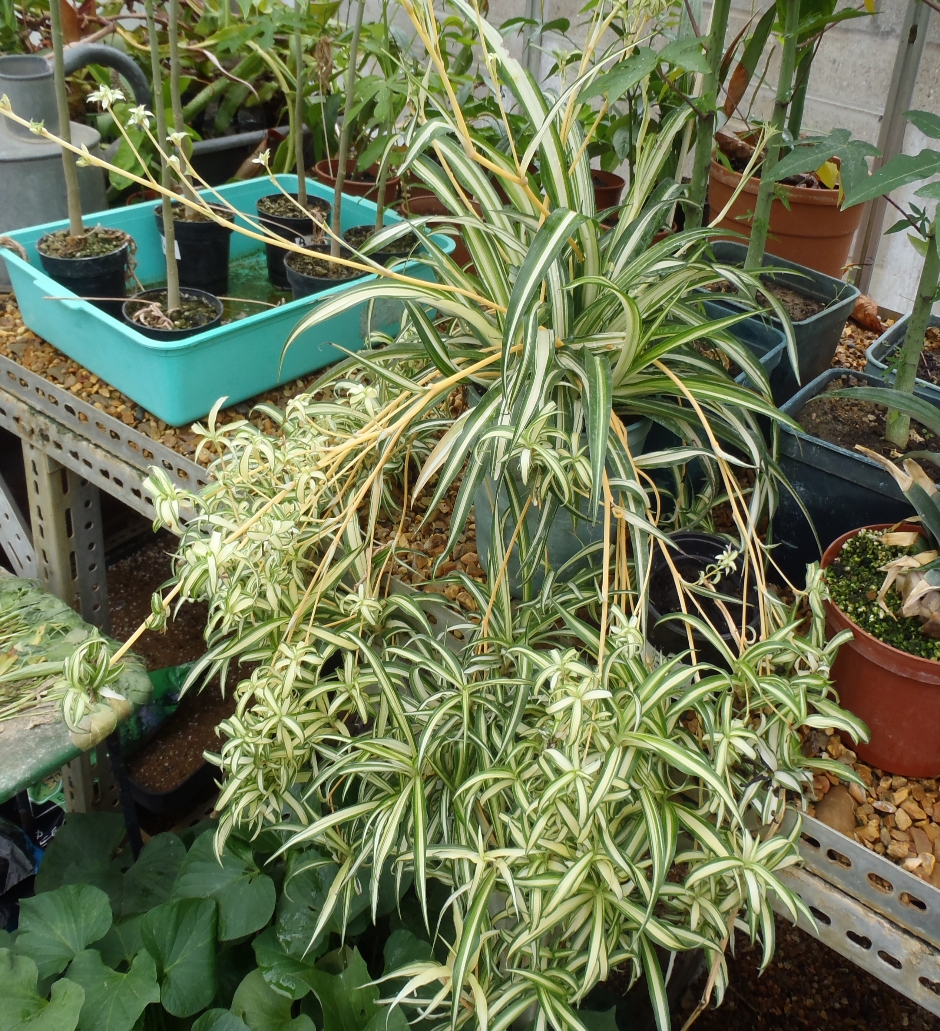 comosum chlorophytum spider plant vittatum biodiversity tropical