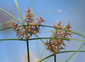 Cyperus papyrus spikes