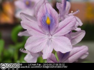 A Water Hyacinth flower, with its showy upper tepal.