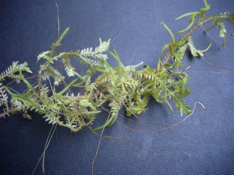 This is Selaginella kraussiana, showing the distinctive zig-zagging habit.
