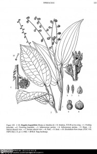 Zippelia begoniaefolia