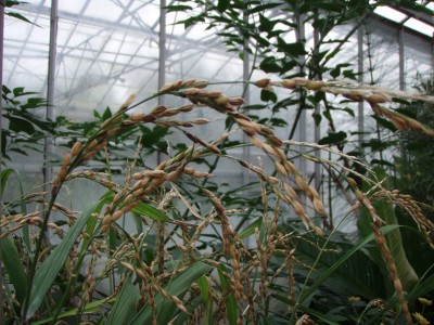 Rice growing in the tropical greenhouse at Reading