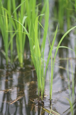 Rice growing in a paddy field. By Namanegara http://commons.wikimedia.org/wiki/File%3AUmur_padi_25_hari.jpg