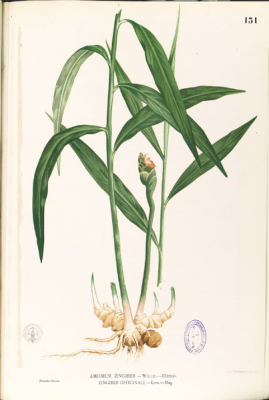 Colour plate of Zingiber officinale (Blanco, F 1877-1883)