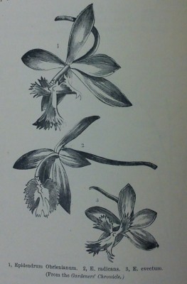 Figure 2: Comparison of the parental species and the hybrid species. 1  is E. radicans. 2 is E. obrienianum. 3 is E.jamiesonis (=E. evectum).