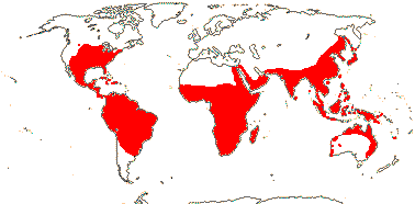 Map of Commelinaceae family distribution. From the APG website, unable to find © status.