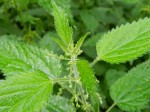 Image 5 Common Nettle (Urtica urens) the foodplant of the Red Admiral