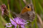Image 5 Meadow Brown female showing typical underside of the wings © UK Butterflies Peter Eeles
