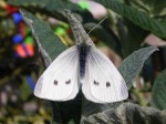 Image 5 Small White Female showing upper wing surface © UK Butterflies Vince Massimo