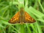 Image 1 Large Skipper female showing colouration © UK Butterflies Vince Massimo