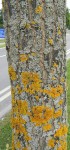 Image 2 The Lichen Community on a Quercus robur Tree Trunk Composed Mainly of Nitrophilous Lichens