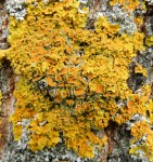 Image 3 Xanthoria parietina showing typical growth form on campus