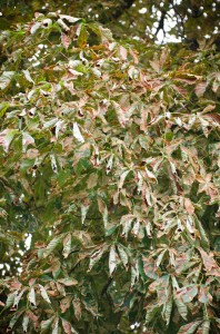 Severely damaged leaves shrivel by late summer, abscising well before normal leaf-fall.