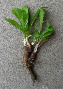 Regrowth from a cut Dandelion root.