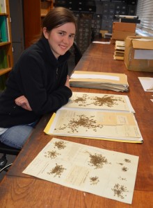 Alice studying Trifolium ornithopodioides in Reading Herbarium