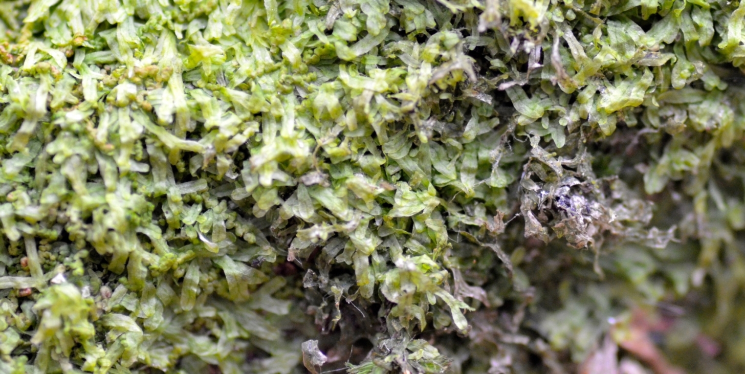 A mat of the very common thalloid liverwort Metzgeria furcata. Image by D. Morris