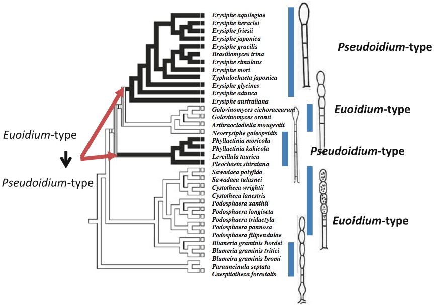 Figure 2: Molecular phylogenetic tree of the powdery mildews inferred from the combined data set of the 18S, 28S and 5.8S rDNA sequences. White and black branches indicate species of Euoidium-type and Pseudoidium-type, respectively (from Takamatsu, 2013)