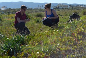 Tom (on the left) studying pollination biology of the invasive Carpobrotus in southern Spain