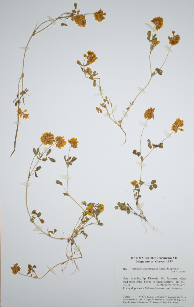 An example of a properly mounted herbarium specimen.