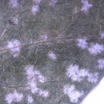 Potential Athrocladiella mougeotii on Lycium barbarum (Goji berry)