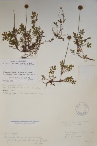 One of J.E. Lousely's specimens from RNG  including reference to a vice-county