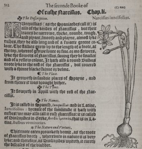 Narcissus jonquilla from Lyte's 'A niewe Herball' of 1578. 